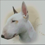 (image for) Bull Terrier
